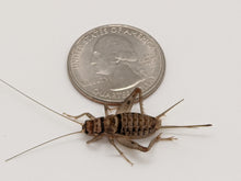 Load image into Gallery viewer, 3/4" Banded Crickets
