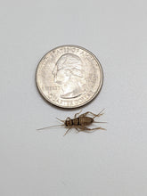 Load image into Gallery viewer, 1/2" Banded Crickets