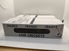 Load image into Gallery viewer, 3/8" Banded Crickets