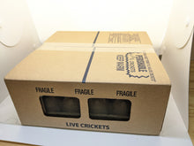 Load image into Gallery viewer, 3/4" Banded Crickets