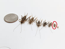 Load image into Gallery viewer, 3/8" Banded Crickets