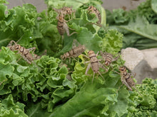 Load image into Gallery viewer, 3/8" Banded Crickets