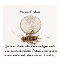 Load image into Gallery viewer, 5/8" Banded Crickets