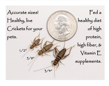 Load image into Gallery viewer, 1/2" Banded Crickets