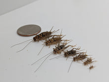 Load image into Gallery viewer, 3/16" Crickets
