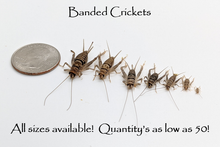 Load image into Gallery viewer, 3/16" Crickets
