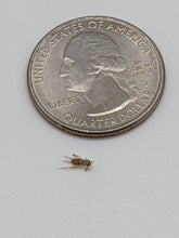 Load image into Gallery viewer, 1/8&quot; Banded Crickets
