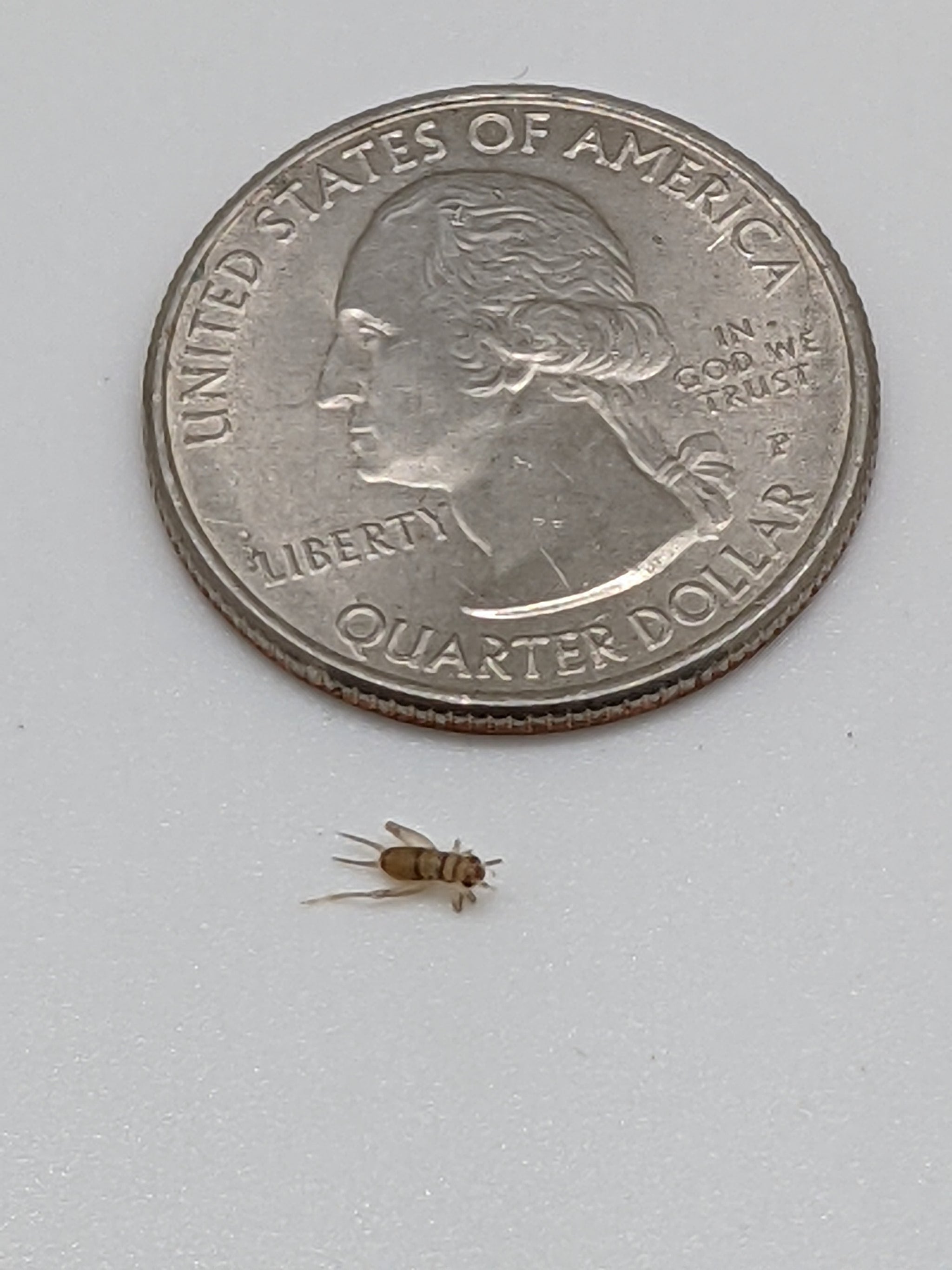 Amazon.com: REALBUG Golden Scorpion Paperweight (1 5/8 x 2 7