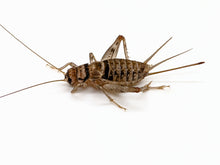 Load image into Gallery viewer, 3/4&quot; Banded Crickets

