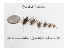 Load image into Gallery viewer, 1/2&quot; Banded Crickets
