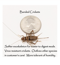 Load image into Gallery viewer, 3/4&quot; Banded Crickets
